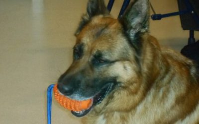 Médiation animale : Honyx, berger allemand, nous rend visite
